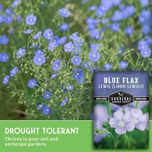 Lewis Blue Flax Seeds for Planting - Survival Garden Seeds (5 Pack) - Image 5