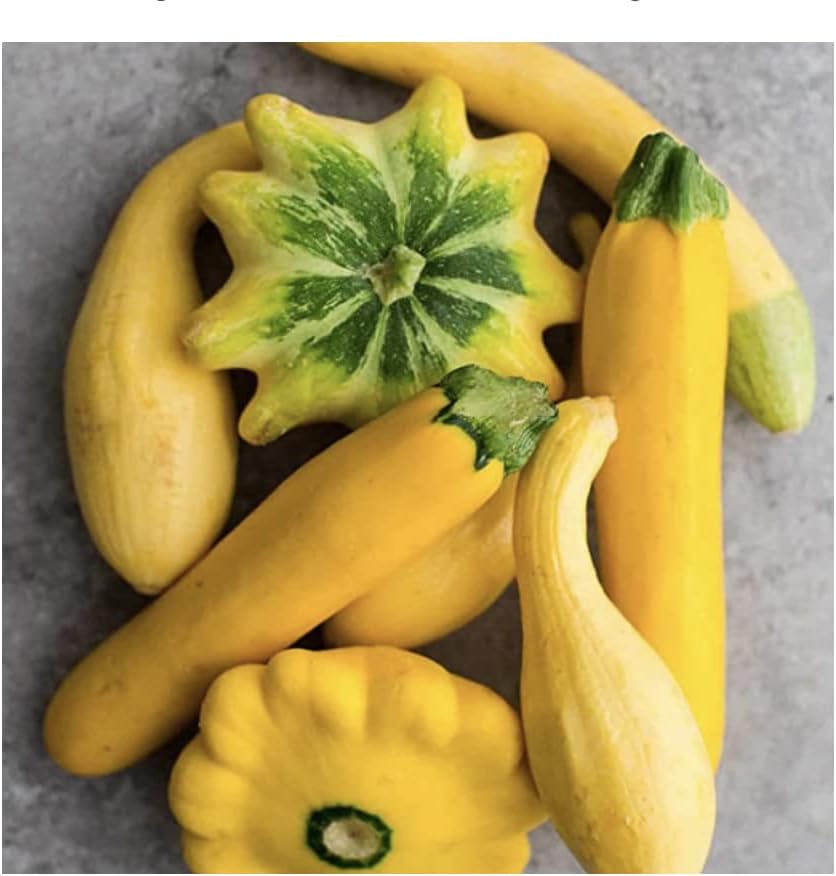 This is a Mix!!! 50+ Zucchini and Squash Mix Seeds 12 Varieties Non-GMO Delicious Grown in USA. Fast Growing, Rare, Super Profilic, - Image 7