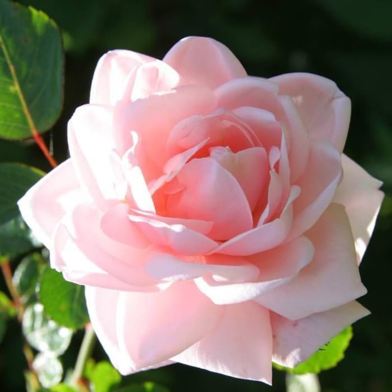 Pink Climbing Rose Live Plant, Flower, 5-10 Inch Tall - Image 6
