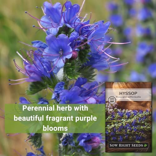 Sow Right Seeds- Hyssop Seed for Planting Perennial Medicinal Herb 4pk - Image 3