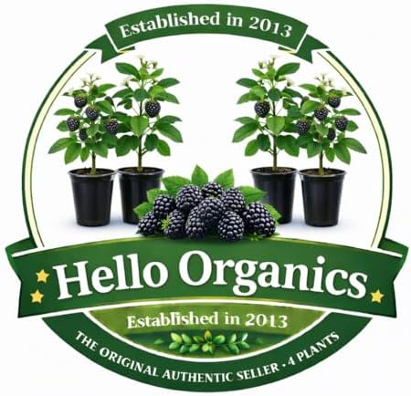 BlackBerry Plants Natchez Price Includes Four (4) Plants - Image 2