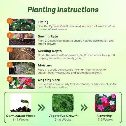 Outsidepride Mixed Cypress Vine Seeds - 100 Pcs Annual Flower Seeds with Nectar-Rich, Star-Shaped Flowers & Feathery, Fern-Like Leaves for Fences, Trellises, Pergolas & Vertical Gardens - Image 5