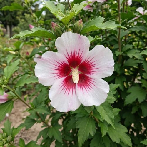Red White Rose of Sharon Plant Live, Flowering Althea Plant, 6-12 Inch Tall - Image 4