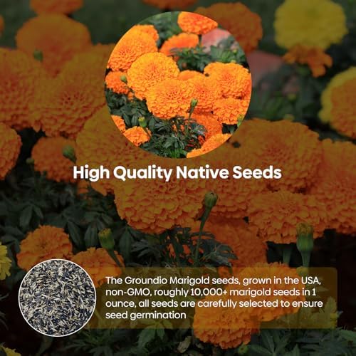 Groundio Marigold Seeds, 9500+ Crackerjack Marigold Flower Seeds, Non-GMO Heirloom Flower Seed in Mix Color for Planting Home and Garden-Wildflower African Marigold(Tagetes erecta) - Image 4