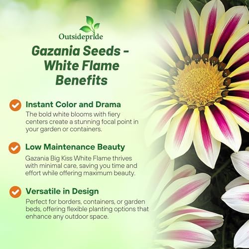Outsidepride White Flame Gazania Seeds for Planting – 25 Pcs Perennial, Low-Maintenance, Drought-Tolerant Ground Cover Seeds for Vibrant Summer & Fall Flowers, Great for Outdoor Gardens - Image 3