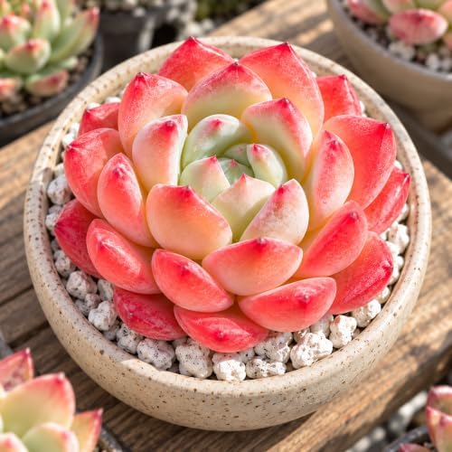 Echeveria 'Strawberry Almond' Bare Root Succulent Live Plant 3 Pack - Image 5