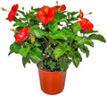 Hibiscus Plant Live - Hibiscus Bush - Red President - Overall Height 26" to 28" - Tropical Plants of Florida (Plant Only) by TropicalPlantsofFlorida