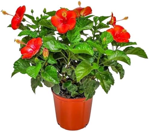 Hibiscus Plant Live - Hibiscus Bush - Red President - Overall Height 26" to 28" - Tropical Plants of Florida (Plant Only) by TropicalPlantsofFlorida