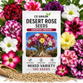 Desert Rose Seeds for Planting (Adenium Obesum) | Mixed Color Variety Bonsai Seeds | Rare Tropical Flowering Succulent | Exotic Indoor & Outdoor Ornamental Plant (100 Seeds) by CZGrain