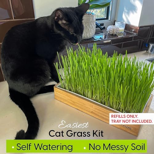 Cat Grass Refills for Self Watering Cat Grass Kit - 4 Mats and 4 Cat Grass Seed Packets (Refill Kit) - Image 4