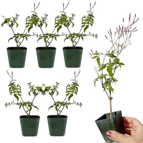 Pink Jasmine Plant Live, Fragrant Jasminum Polyanthum Vine, 2in Pot, 5-Pack - Image 3