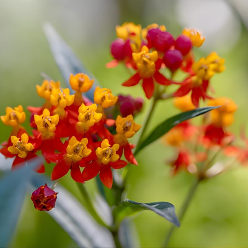 3 Milkweed Plants Live, 4-6 Inch Tall Starter, Essential Pollinator Support Flowering Perennial for Backyard and Garden Rows - Image 2