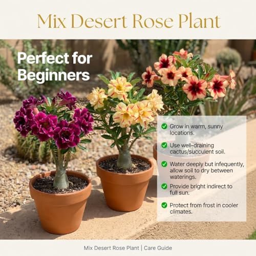 Random Desert Rose Live Plant, Patio Container Succulent, 4-8 Inch Tall - Image 4