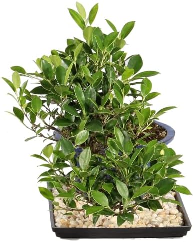 Brussel's Bonsai - Large Live Ficus Bonsai Tree with Tray, Indoor Plant - Image 2