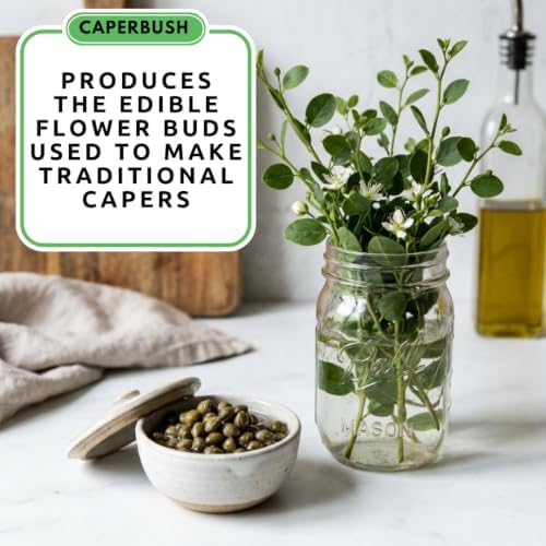 Caperbush Seeds to Grow | Edible Capers | Mediterranean Shrub | 100 Seeds - Image 3