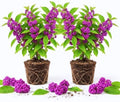 2 American Beautyberry Bush Live Plants, Berry Plant, 5-9 Inch Tall by PlantsSeedsBulbs