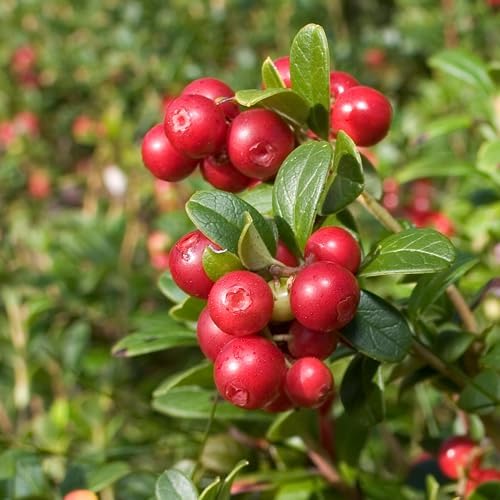 Red Lingonberry Bush Live Plant, 4-6 Inch Tall Berry Plant - Image 2