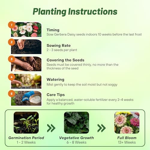 Outsidepride Strawberry Twist Mix Gerbera Seeds - 10 Pcs Perennial, Compact & Low Maintenance, Flower Seeds for Planting w/Semi-Double Blooms, Ideal for Garden Landscaping & Cut Flower Arrangements - Image 5
