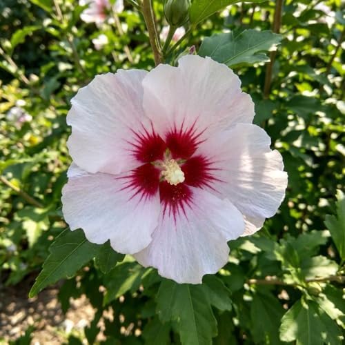Red White Rose of Sharon Plant Live, Flowering Althea Plant, 6-12 Inch Tall - Image 6