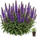 3 Caradonna Salvia Live Plant Plugs – Salvia nemorosa Perennial Plants – Deep Violet Purple Flower Spikes with Dark Stems – Pollinator Garden, Borders & Landscaping, 3 Plugs by CZGrain