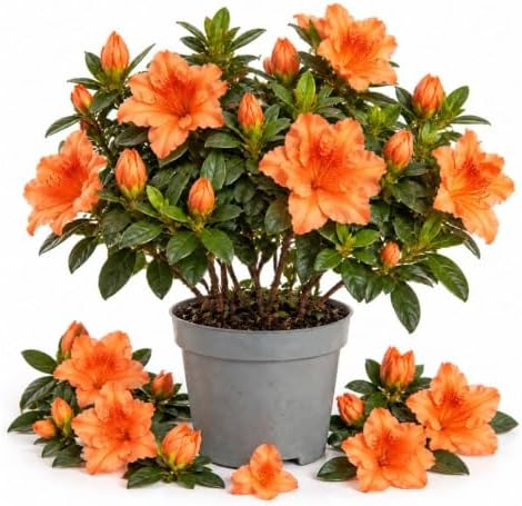 Orange Azalea Live Plant in 4 Inch Pot, Flower Azalea Starter Plant by Unknown