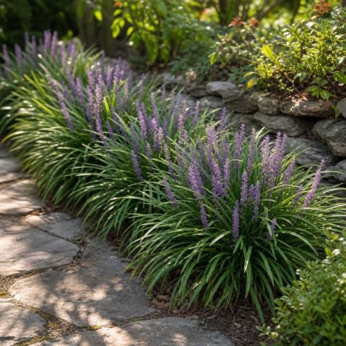 Liriope Big Blue | 30 Live Plants | Liriope muscari | Lavender Blue Flowers | Evergreen Ground Cover for Shade | Landscape Borders for Walkways and Beds - Image 4