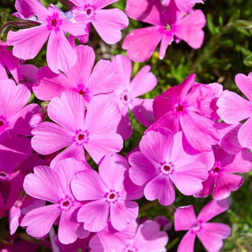 3 Pink Creeping Phlox Plants, Perennial Ground Cover 4-6 Inches - Image 3
