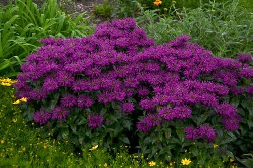 Greenwood Nursery: Live Perennial Plants - Bee Balm Grape Gumball + Monarda Didyma - [Qty: 3X Pint Pots] - (Click for Other Available Plants/Quantities) by GreenwoodNursery