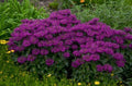 Greenwood Nursery: Live Perennial Plants - Bee Balm Grape Gumball + Monarda Didyma - [Qty: 3X Pint Pots] - (Click for Other Available Plants/Quantities) by GreenwoodNursery