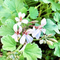 Live Scented Geranium Tutti Fruity Nutmeg Scented Geranium Plant Perannual Dwarf Ground Climbing with Cute Pinky White Flowers Live Rooted in a 3.5 Inches Pot by Unknown