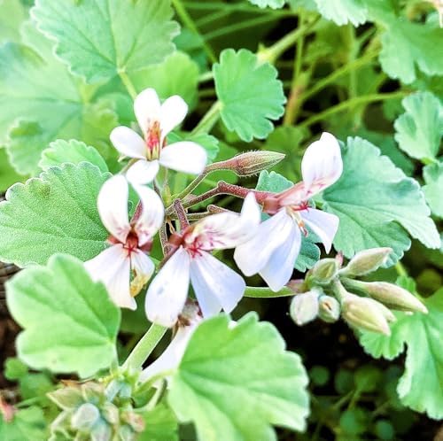 Live Scented Geranium Tutti Fruity Nutmeg Scented Geranium Plant Perannual Dwarf Ground Climbing with Cute Pinky White Flowers Live Rooted in a 3.5 Inches Pot by Unknown