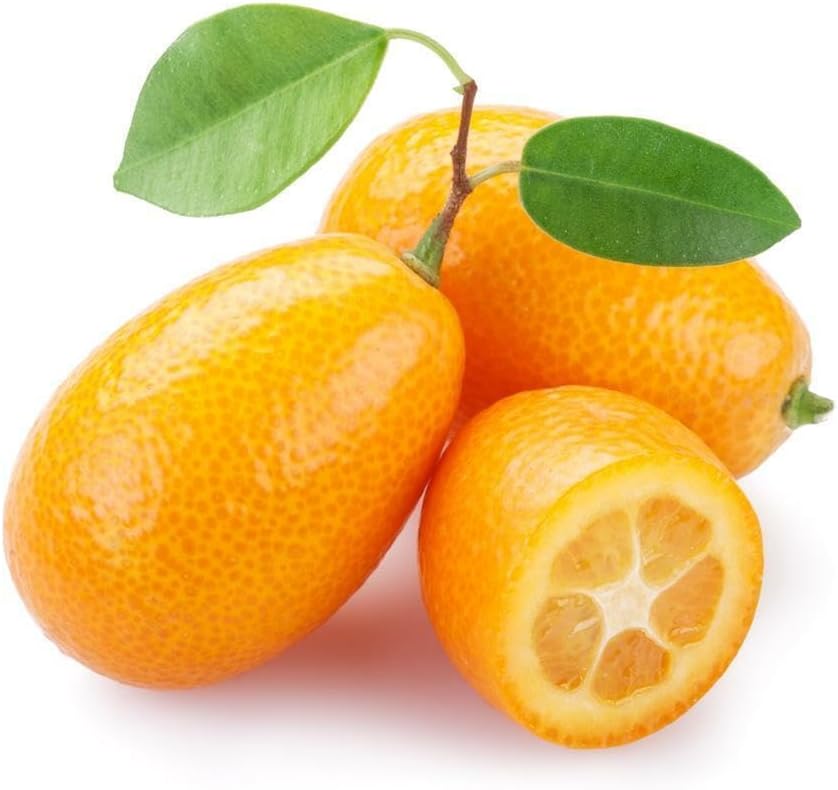 Nagami Kumquat Tree - 2-5 Inch Tall Live Plant - Potted Seedling - Orange Citrus Fruit Plant - Fortunella Margarita - Image 4
