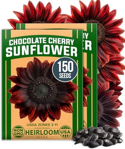 HOME GROWN Chocolate Cherry Sunflower Seeds, 150 Seeds, Helianthus annuus by HOMEGROWN