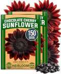 HOME GROWN Chocolate Cherry Sunflower Seeds, 150 Seeds, Helianthus annuus by HOMEGROWN