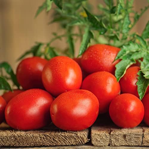 Bonnie Plants Roma Classic Paste Tomato - 4 Pack Live Plants, Great For Sauces, 3 Inch Long Fruit, Determinate, Non-GMO, Brown/A - Image 3