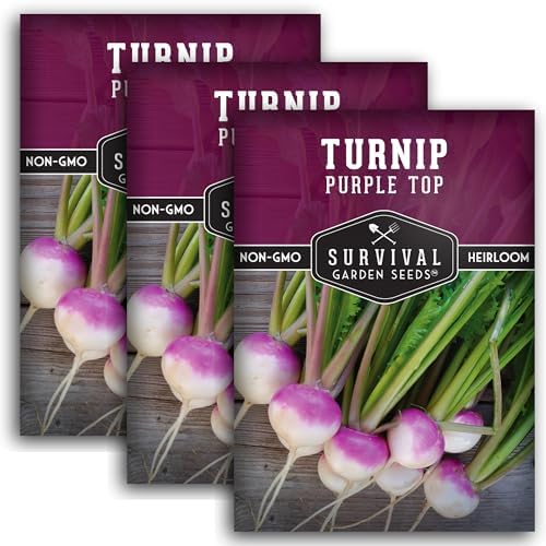 Purple Top Turnip Seeds for Planting - 3 by SurvivalGardenSeeds