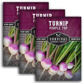 Purple Top Turnip Seeds for Planting - 3 by SurvivalGardenSeeds