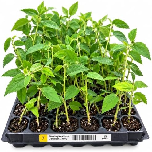 Yellow Jamaican Cherry Tree Strawberry Tree Starter Live Plant - Image 7