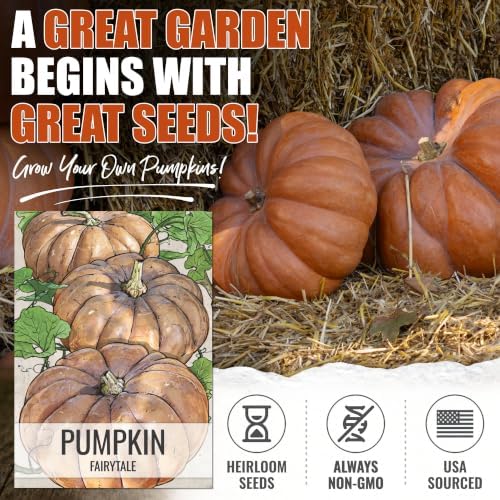 Seed Needs Fairytale Pumpkin Seeds to Plant Vegetables - 10 Packs - Image 2