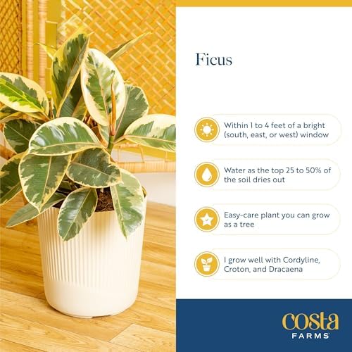 Costa Farms Rubber Plant, Live Indoor Plant, Easy Care, Home Decor - Image 6