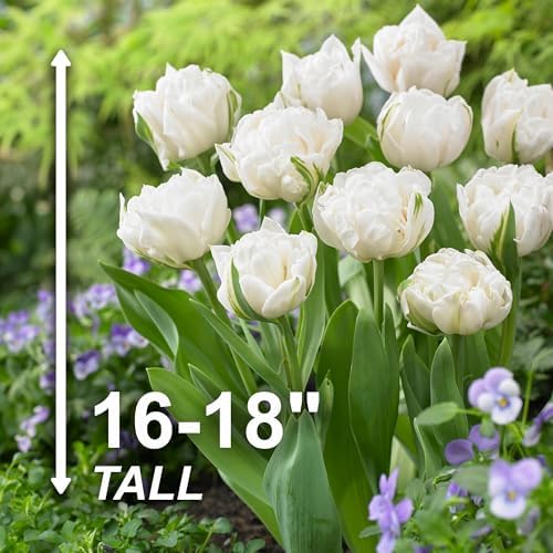 Garden State Bulb Double Late Mount Tacoma Tulip Flower Bulbs, 12/+ cm (Bag of 25) - Image 3