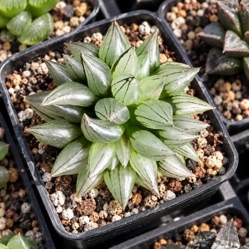 Haworthia Magnifica v. atrofusca Bare Root Succulent Live Plant 3-3.5 Inch - Image 2