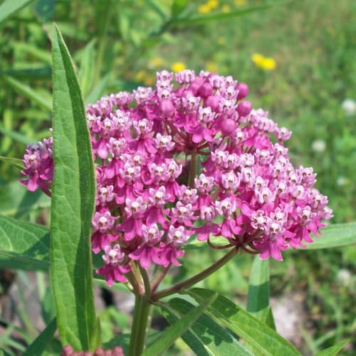 2 Pink Milkweed Asclepias Live Plants, Garden Flower Plant, 5-8 Inch Tall - Image 2