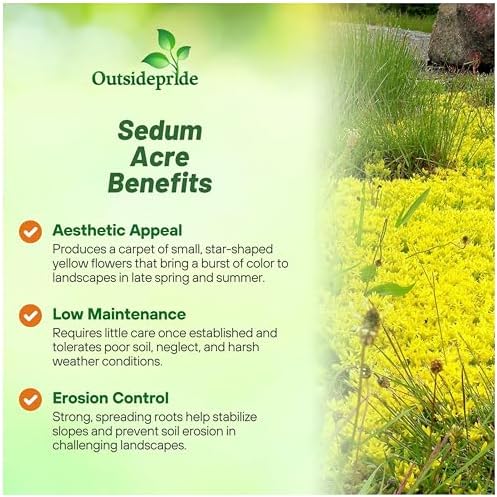 Outsidepride Acre Sedum Seeds - 10000 Pcs Perennial Ground Cover Seeds for Planting, Cold-Hardy & Heat-Tolerant Succulent Plants, Ideal for Rock Gardens, Containers, and Xeriscaping - Image 3