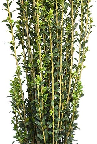 Perfect Plants Sky Pencil Holly Live Plant, 2-3', Includes Care Guide - Image 2