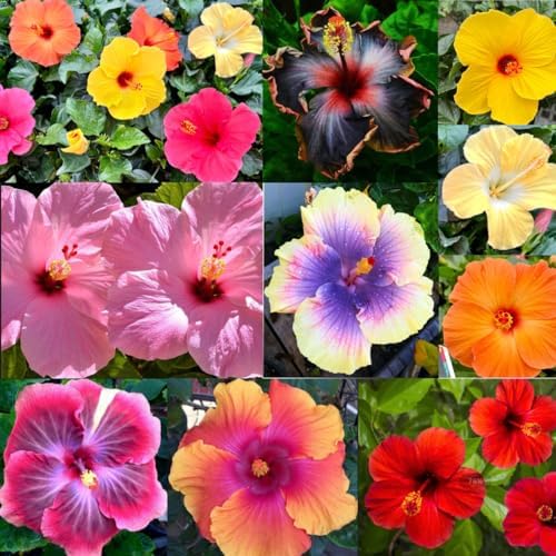 100+Giant Hibiscus Seeds for Planting Outdoor- Perennial Rare Non-GMO Heirloom Flowers Plant for Your Flourishing Garden Home - Image 3
