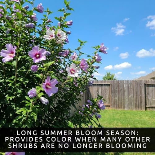 3 Rose of Sharon Plants for Growing – Hibiscus syriacus – Hardy Live Flowering Shrubs – Summer Blooming Landscape Plants for Hedges & Gardens - Image 6
