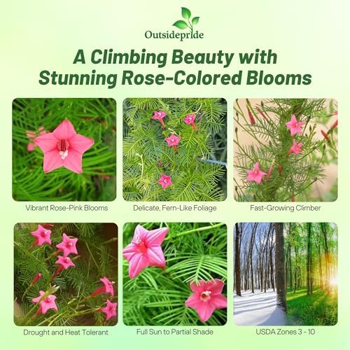 Outsidepride Rose Cypress Vine Seeds - 200 Pcs Annual Flower Seeds with Nectar-Rich, Star-Shaped Flowers & Feathery, Fern-Like Leaves for Fences, Trellises, Pergolas & Vertical Gardens - Image 2