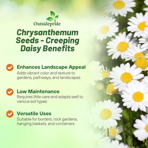 Outsidepride Creeping Daisy Chrysanthemum Seeds - 5,000 Pcs. Annual, Drought Tolerant Flower Seeds for Planting in Pollinator Gardens, Cut Flowers & Low Maintenance Landscaping - Image 3