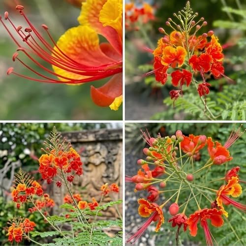 Red Bird of Paradise Live Plant, 4 Inch Pot, 4-8 Inches High - Image 5